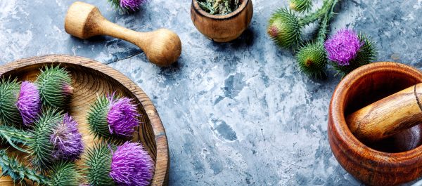 milk thistle
