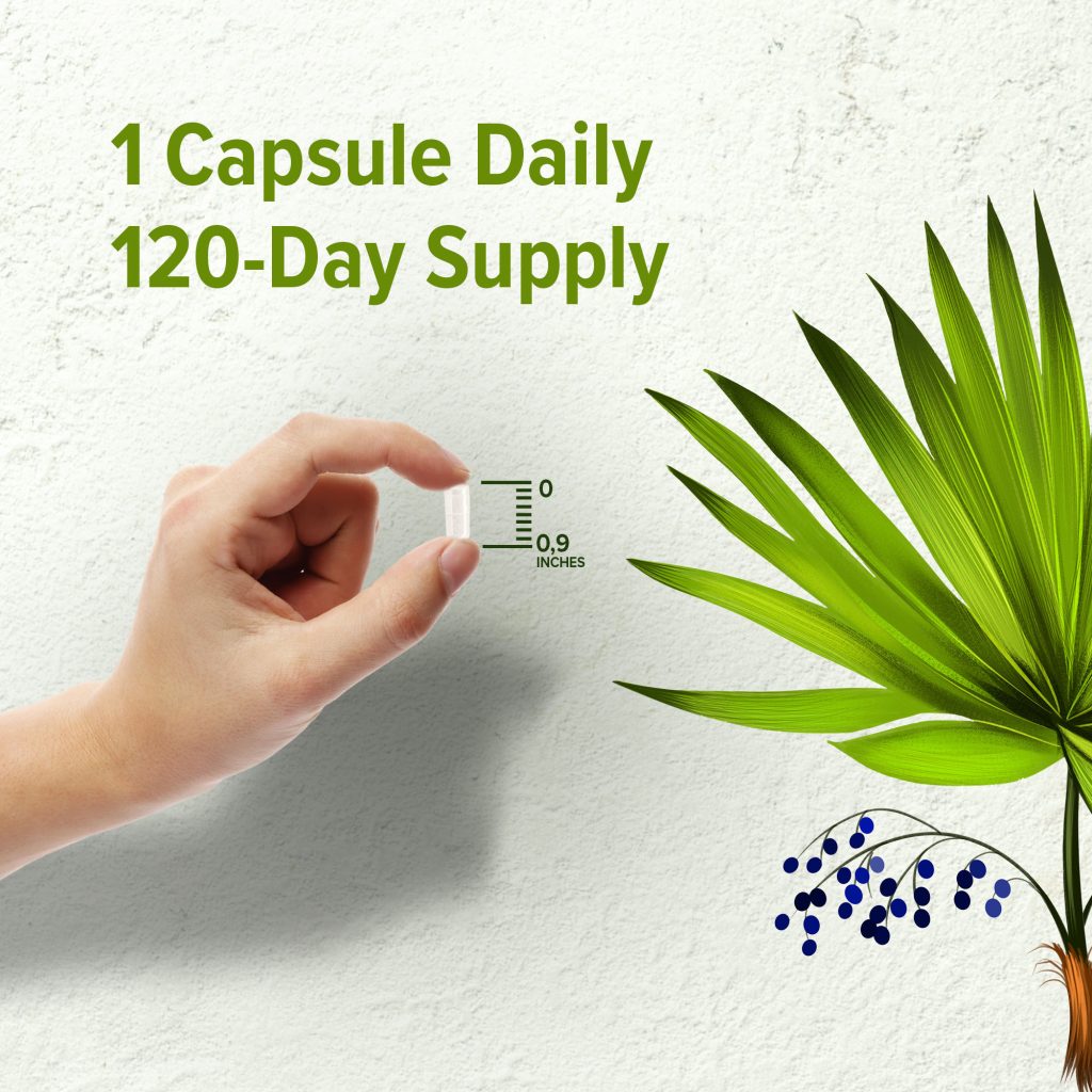 saw-palmetto