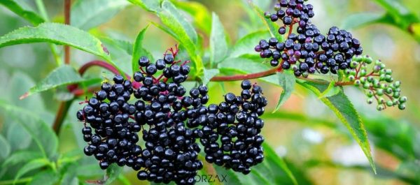 Elderberry Tradition Science and Modern Use